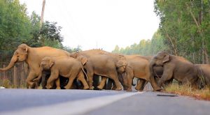 เขตรักษาพันธุ์สัตว์ป่าเขาอ่างฤๅไน ฉะเชิงเทรา thailandaddict ชีวิตติดไทย
