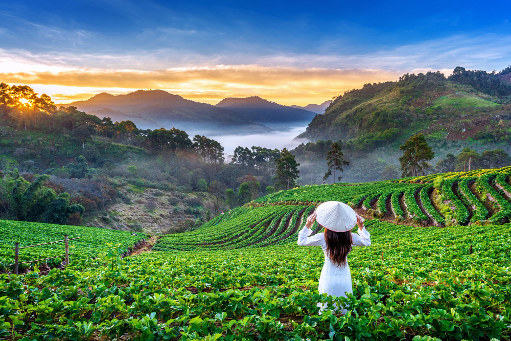 Chiang Mai เชียงใหม่